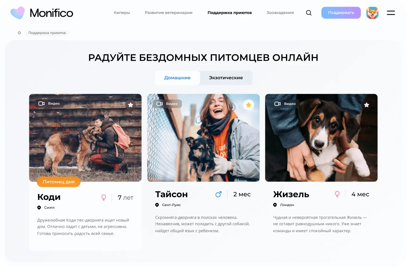 Новый взгляд на помощь приютам